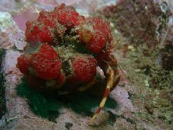 the hermit crab Pagurus comptus with ascidians and polych... by Cesar Cardenas 